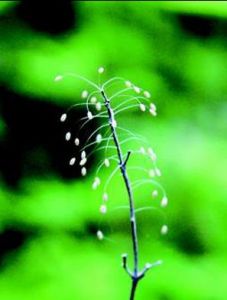 優(yōu)曇婆羅花 - 草本植物