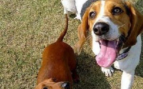 臘腸犬 - 哺乳綱動(dòng)物