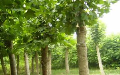 青桐 - 梧桐科梧桐屬植物