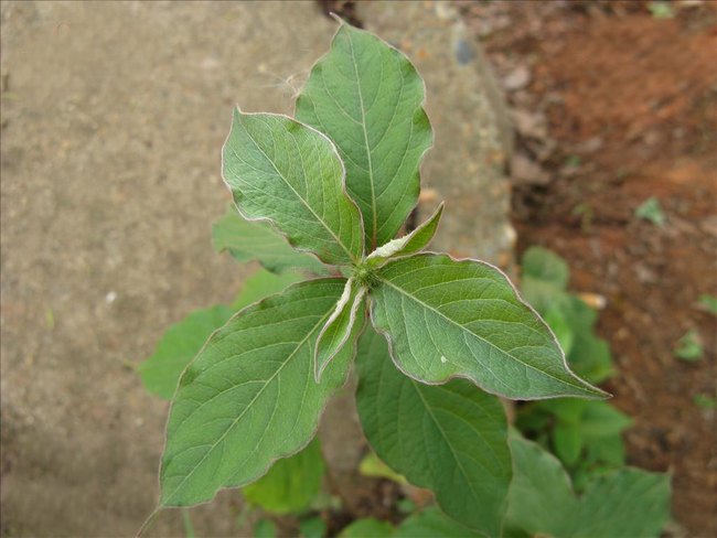 土牛膝 - 莧科牛膝屬植物